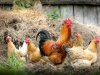 ternak ayam.jpg ternak ayam.jpg