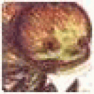 squaserge