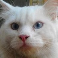 Zeatnoz