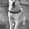 hachiko